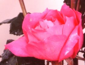 Rosiers