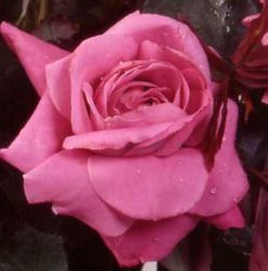 Rosiers