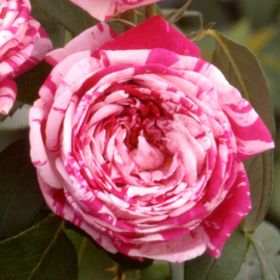 Rosiers