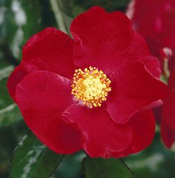 Rosiers