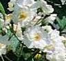 Rosiers