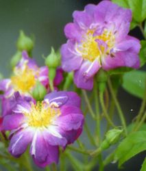 Rosiers