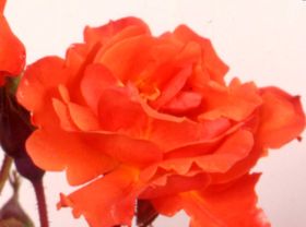 Rosiers