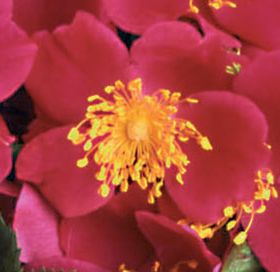 Rosiers