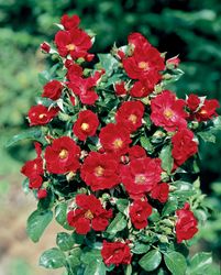 Rosiers