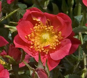 Rosiers