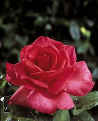Rosiers