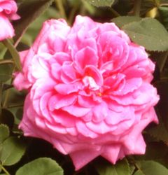 Rosiers
