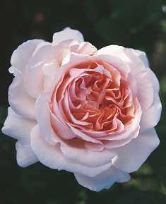 Rosiers