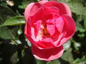 Rosiers