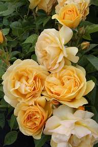 Rosiers