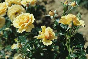 Rosiers