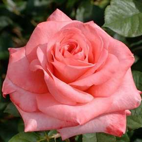Rosiers