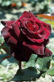 Rosiers