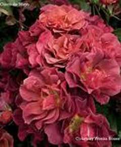 Rosiers