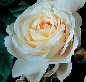 Rosiers