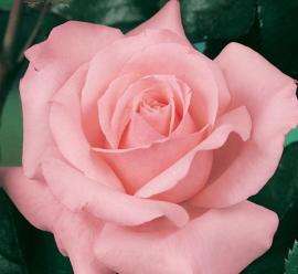 Rosiers