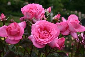 Rosiers