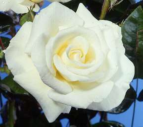 Rosiers