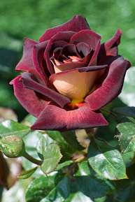 Rosiers