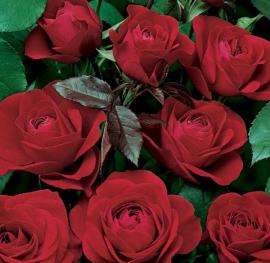 Rosiers