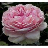 Rosiers
