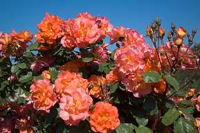 Rosiers