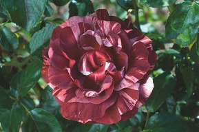 Rosiers