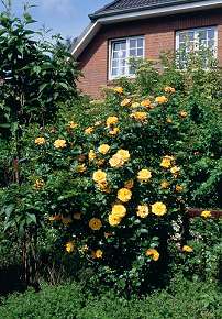 Rosiers