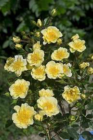 Rosiers
