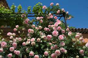 Rosiers