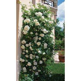Rosiers