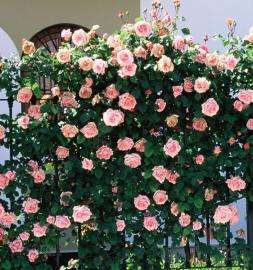 Rosiers