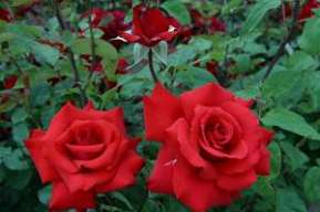 Rosiers