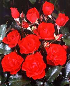 Rosiers