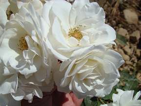 Rosiers
