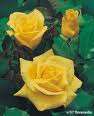 Rosiers