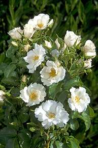 Rosiers