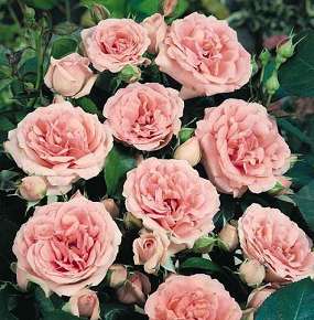 Rosiers