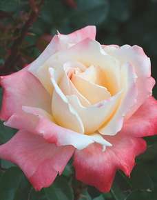 Rosiers