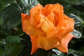Rosiers