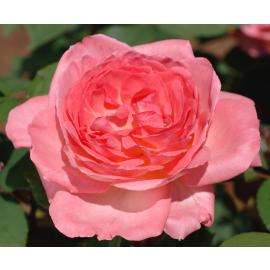 Rosiers