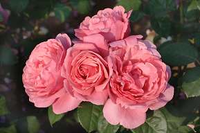 Rosiers