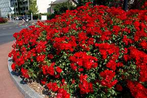 Rosiers