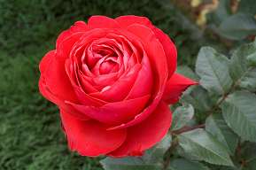 Rosiers