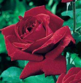 Rosiers