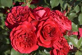 Rosiers