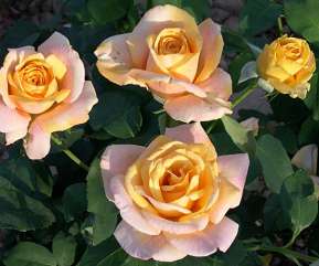 Rosiers