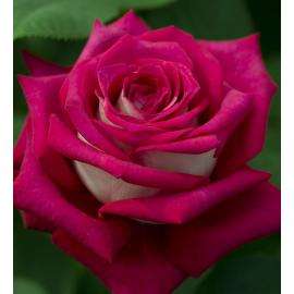 Rosiers