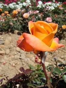 Rosiers